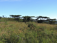 Vachellia abyssinica