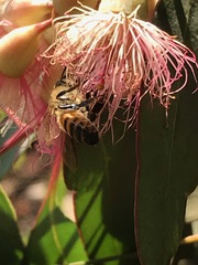 Eucalyptus sideroxylon