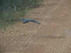 Accipiter rufiventris