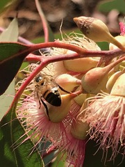 Eucalyptus sideroxylon