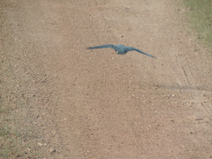 Accipiter rufiventris