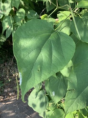 Catalpa