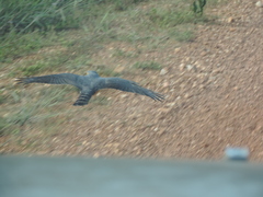 Accipiter rufiventris