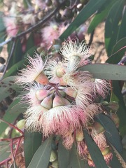 Eucalyptus sideroxylon