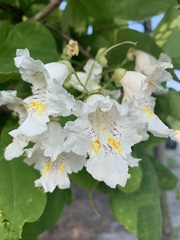 Catalpa