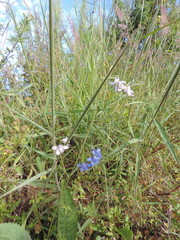 Delphinium dasycaulon