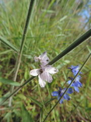 Delphinium dasycaulon
