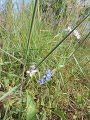 Delphinium dasycaulon