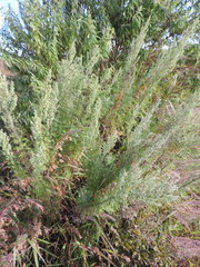 Artemisia afra