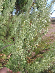 Artemisia afra