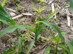 Zea mays mays