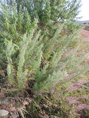 Artemisia afra