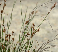 Restio sieberi