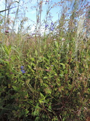 Delphinium dasycaulon