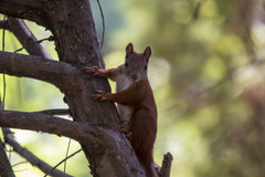 Sciurus vulgaris