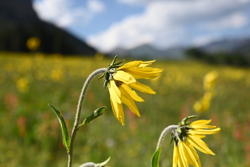 Image of Helianthella quinquenervis by (c) Anders Hastings, some rights reserved (CC BY)