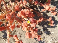 Mesembryanthemum nodiflorum