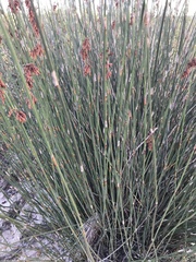 Thamnochortus spicigerus