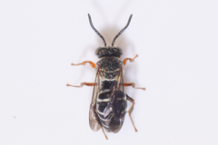 Epeolus lectoides