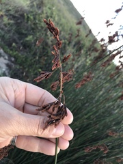 Thamnochortus spicigerus