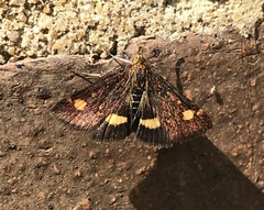 Pyrausta aurata