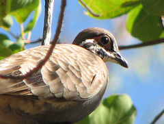 Geophaps scripta