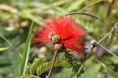 Calliandra dysantha
