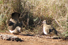 Geophaps scripta