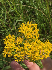 Solidago nitida
