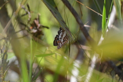 Ariconias glaphyra