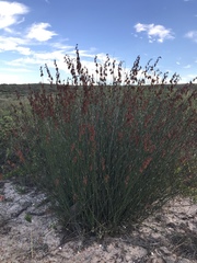 Thamnochortus spicigerus
