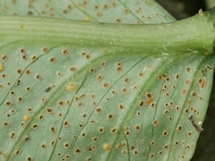 Uromyces ari-triphylli