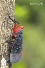 Kalidasa lanata