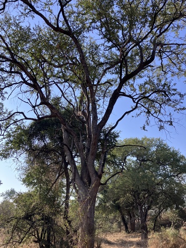 Image of Combretum imberbe by no rights reserved