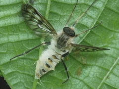 Furia ithacensis