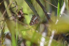 Ariconias glaphyra