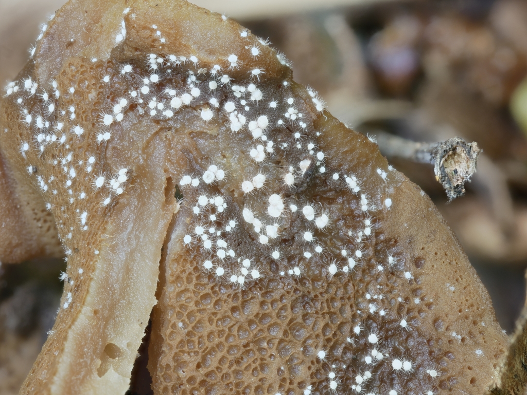 Volutella