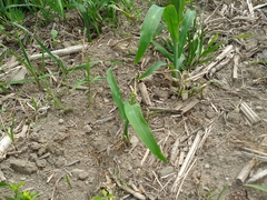 Zea mays mays