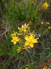 Hypericum empetrifolium