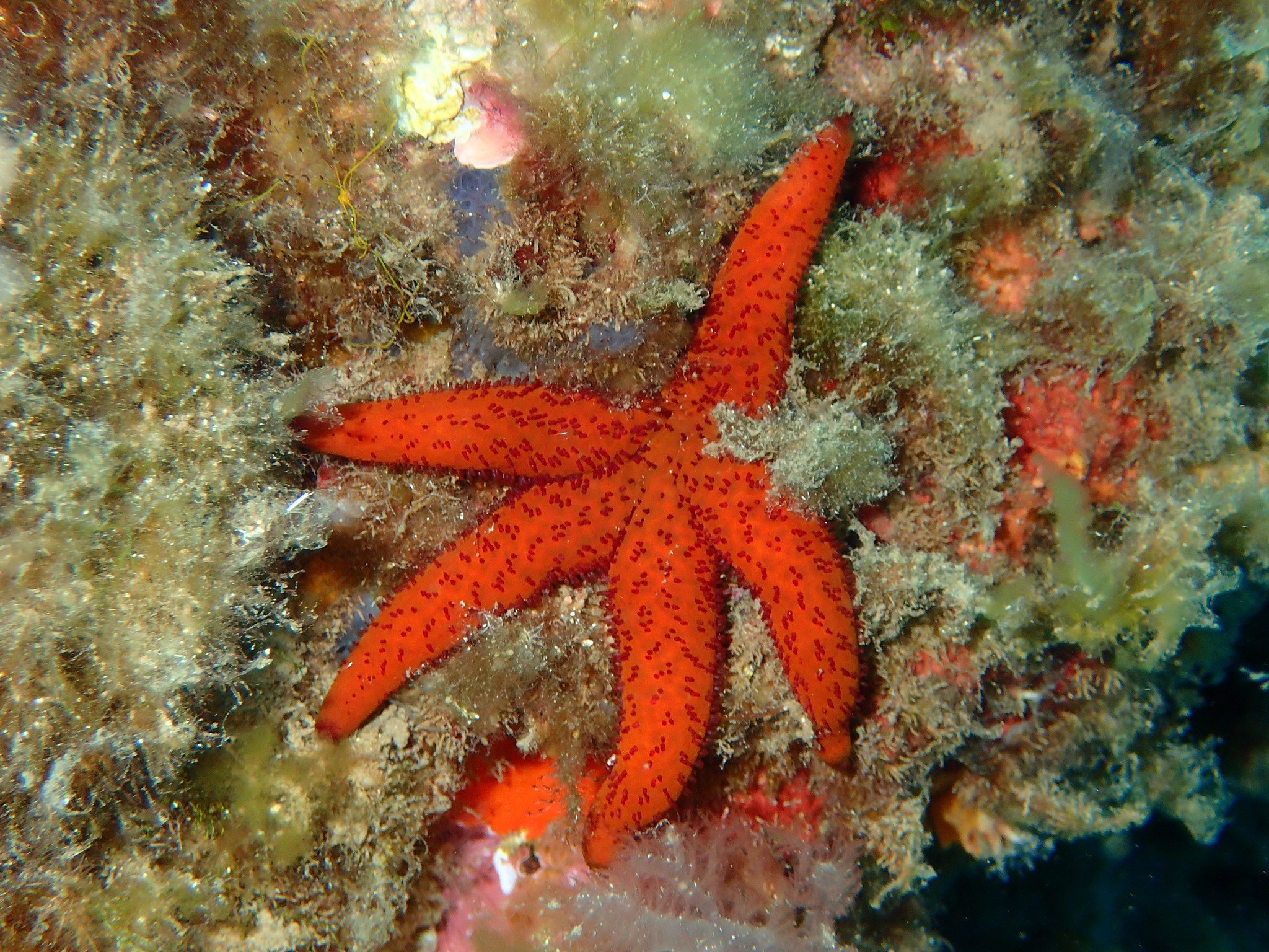 Estrella rugosa, estrella espinosa roja o estrella de mar roja (Echinaster  sepositus) – Canal del Área de Tecnología Educativa