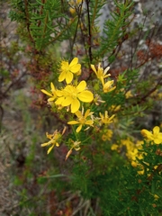 Hypericum empetrifolium
