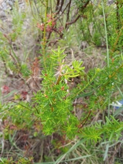 Hypericum empetrifolium
