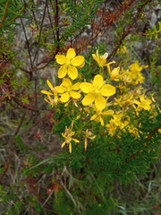 Hypericum empetrifolium