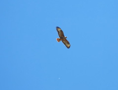 Buteo rufinus cirtensis