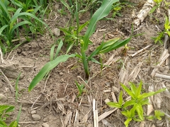 Zea mays mays