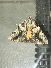 Catocala amica
