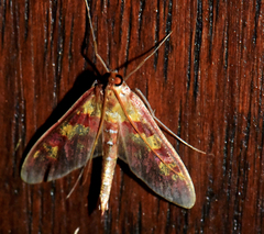 Stenochora lancinalis