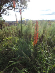 Kniphofia princeae