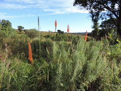 Kniphofia princeae