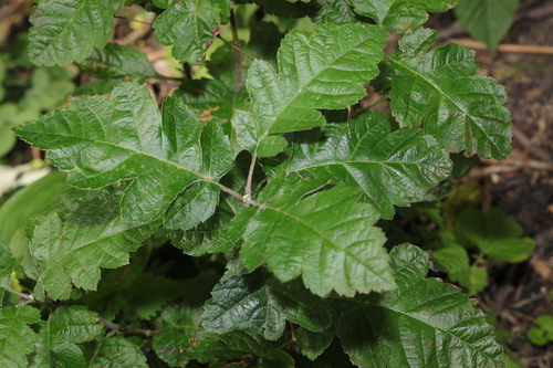 Image of × arsorbus by no rights reserved